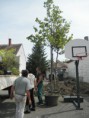 /album/parkositas-cserne-biacsi-boglarka-szervezeseben-es-cser-gabor-iranyitasaval/parkositas2-2015-05-13-039-jpg/